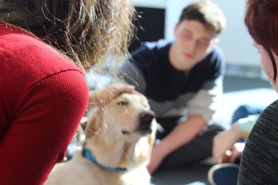 Canine Calming + Samaritans Listening Dogs 